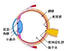 眼球模式図
